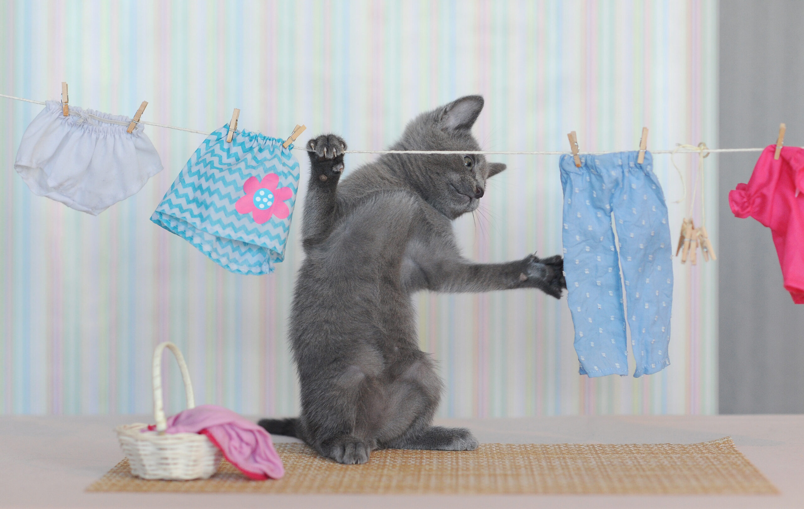 猫　洗濯物